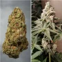 Cannabis seeds Meringue® from Dutch Passion